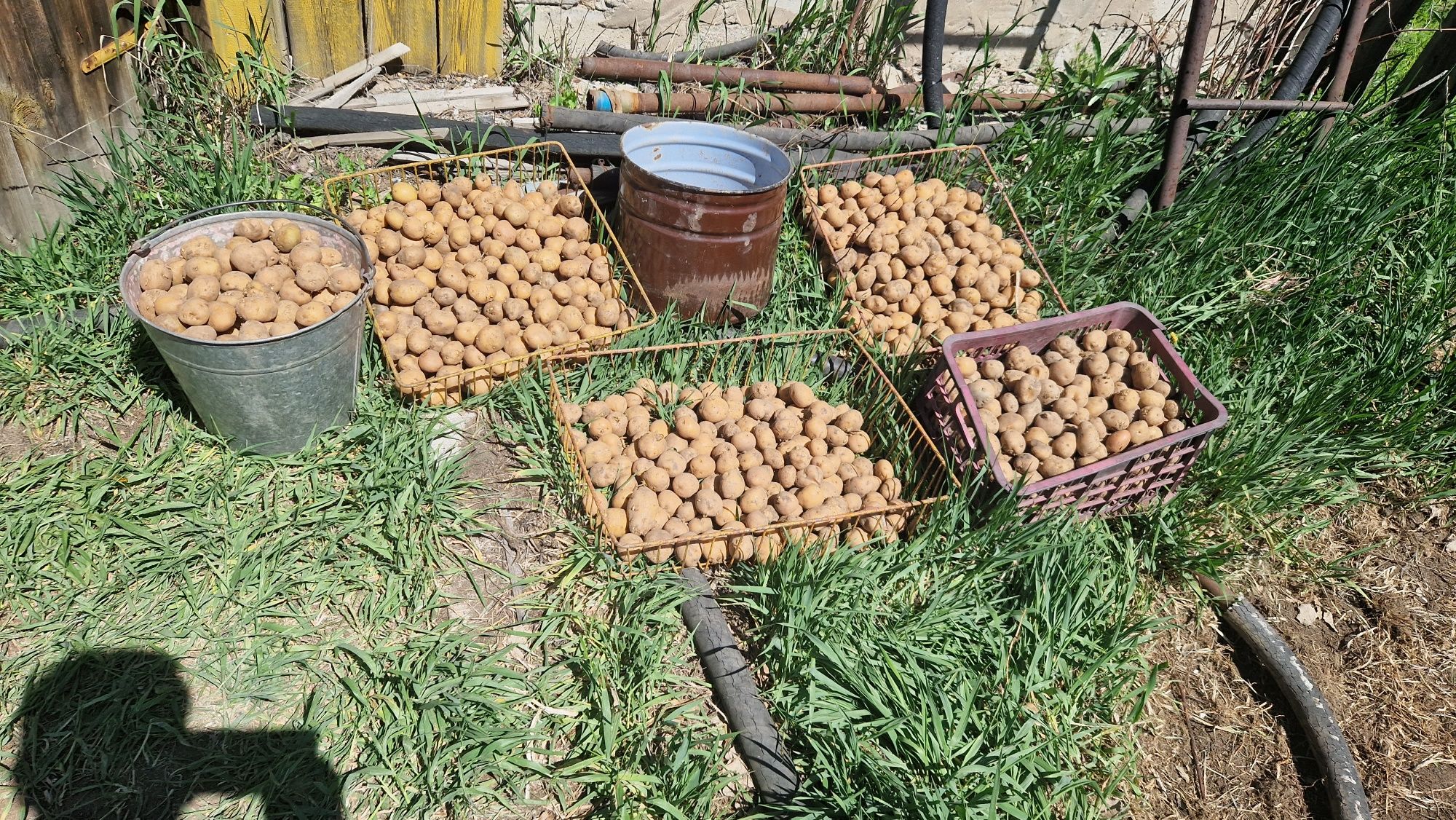 Семеная  картошка