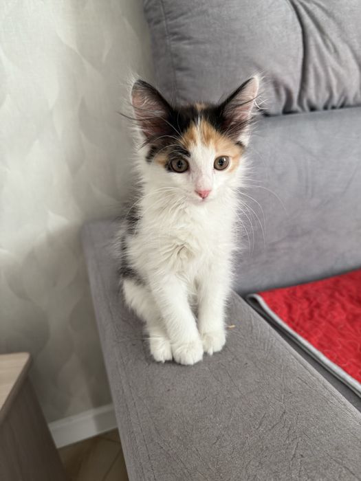 Котенок 2,5 месяца