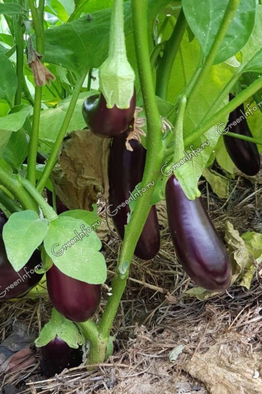 Балгар калампир карам памидор кучат