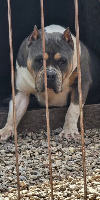 Американсо були хл