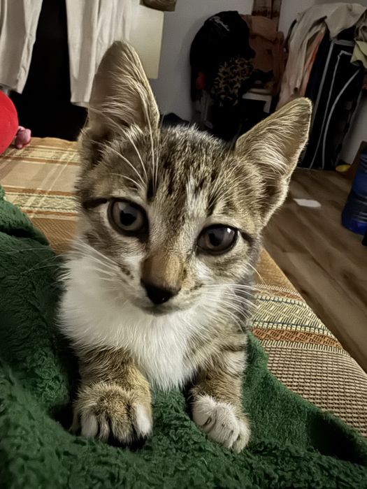 женско коте на два месеца