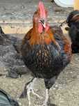 Cocosei marans negru aramiu si albastru