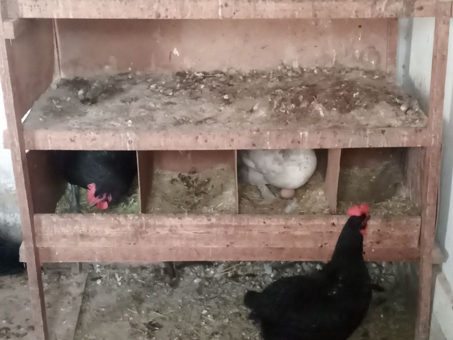 Хўроз тоуқлар сотилади, Продам куры и петухи.