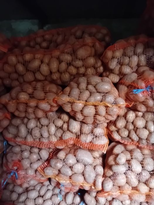 Vând cartofi marabel cu miezul galben