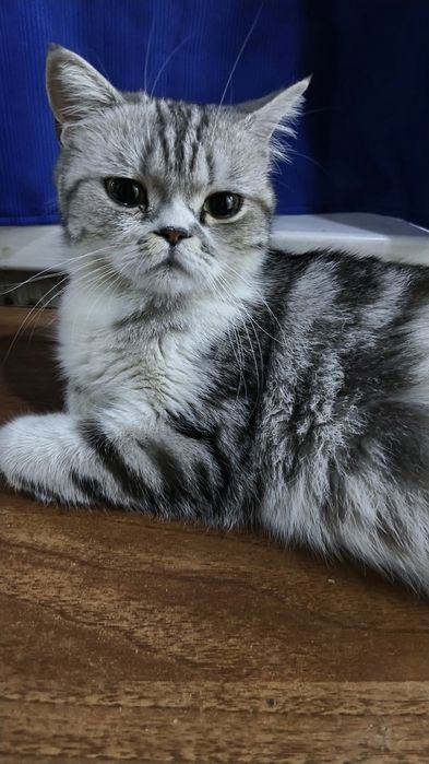 Mushuk sotiladi paxmoqqina