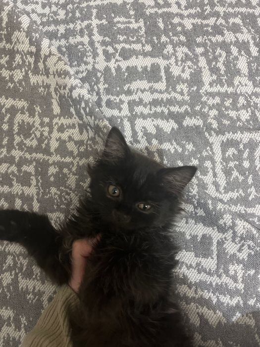 Котенок 3 месячный, полностью здоров