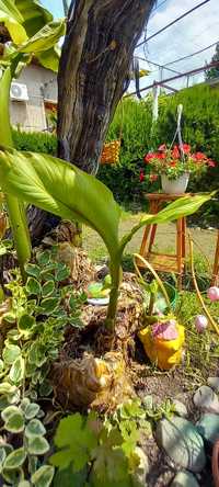 Банани с корен за вашата градина