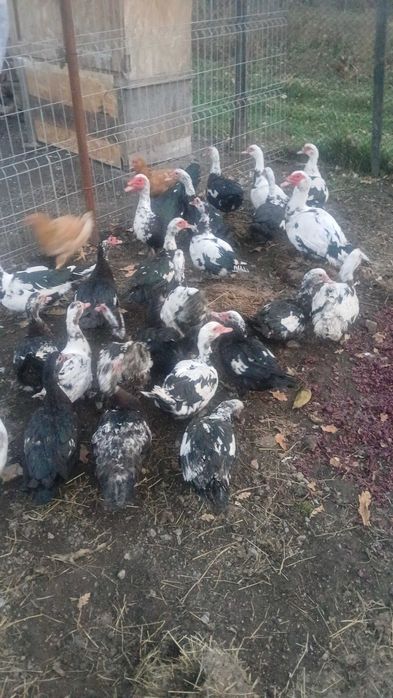 Rate lesesti de vanzare