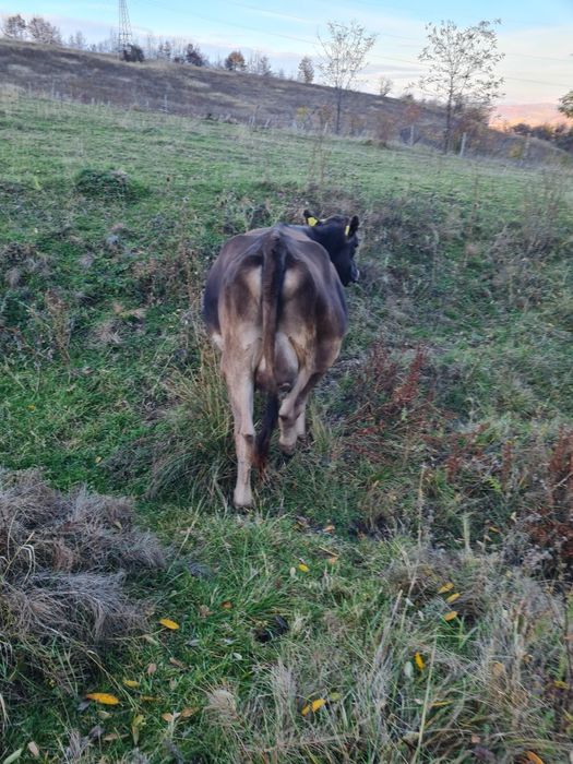 Vand juninca bruna cu vitea