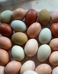 Инкубационное яйцо марана , амеракуана .