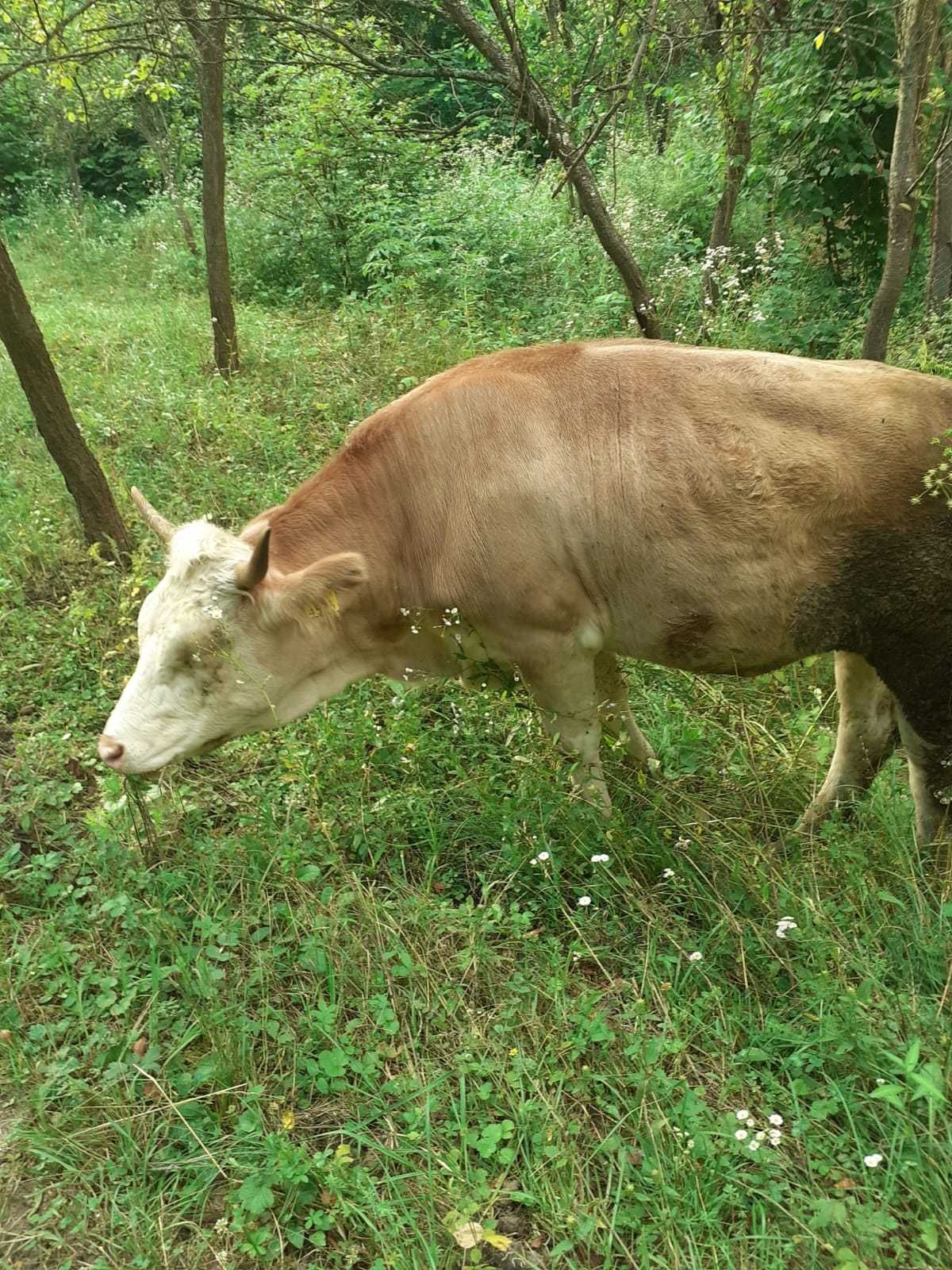 Vând 1 vaca cu 2 viței gemeni și 1 juninca-com.Glavile,jud.Valcea