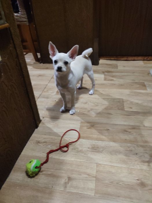 Продавам кученце Чихуахуа Пинчер