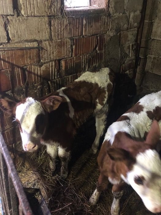 Vand vitele 2 saptamani