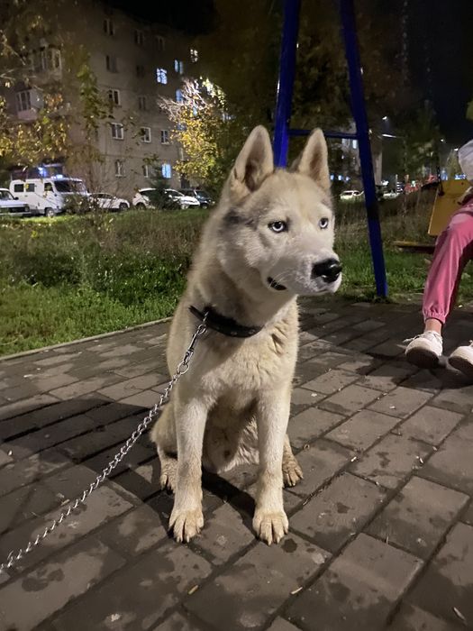 Сибирский хаски в хорошие руки