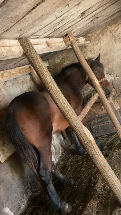 Vând Mânz castrat foarte cuminte