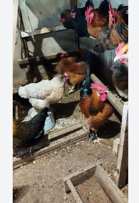 Продам куры домашние