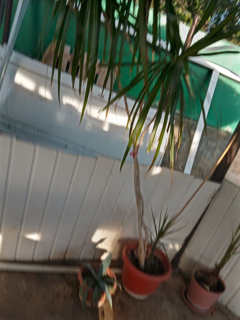 Dracena aprox 1,70 m