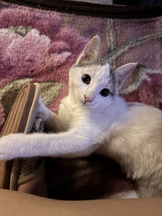 Отдам в добрые руки кошку(2,5-3) месяца