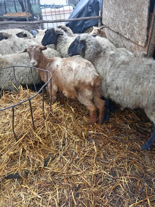 Vand 5 capre tinere urgent