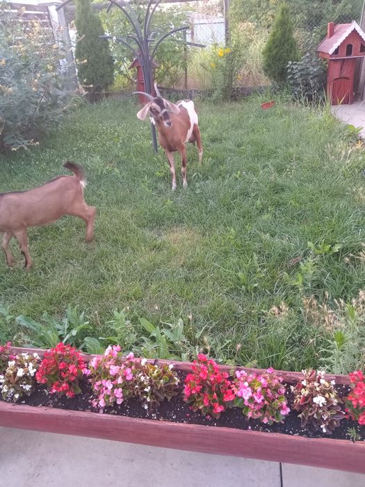 Vând două capre Anglo, capra cu lapte plus ieduța  ei.