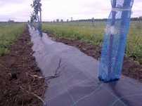 Plasa protectie pomisori/livezi 10cm=230 lei. 14cm=250 lei. Role 100m