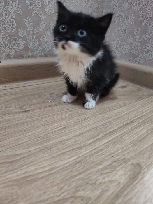 В дрбрые руки, Котёнок,  возраст 1.5 месяца