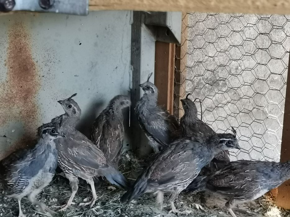 Californiene cu moț