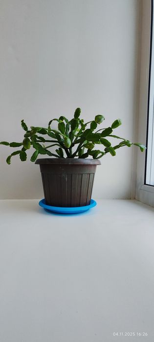 Продам цветы комнатные