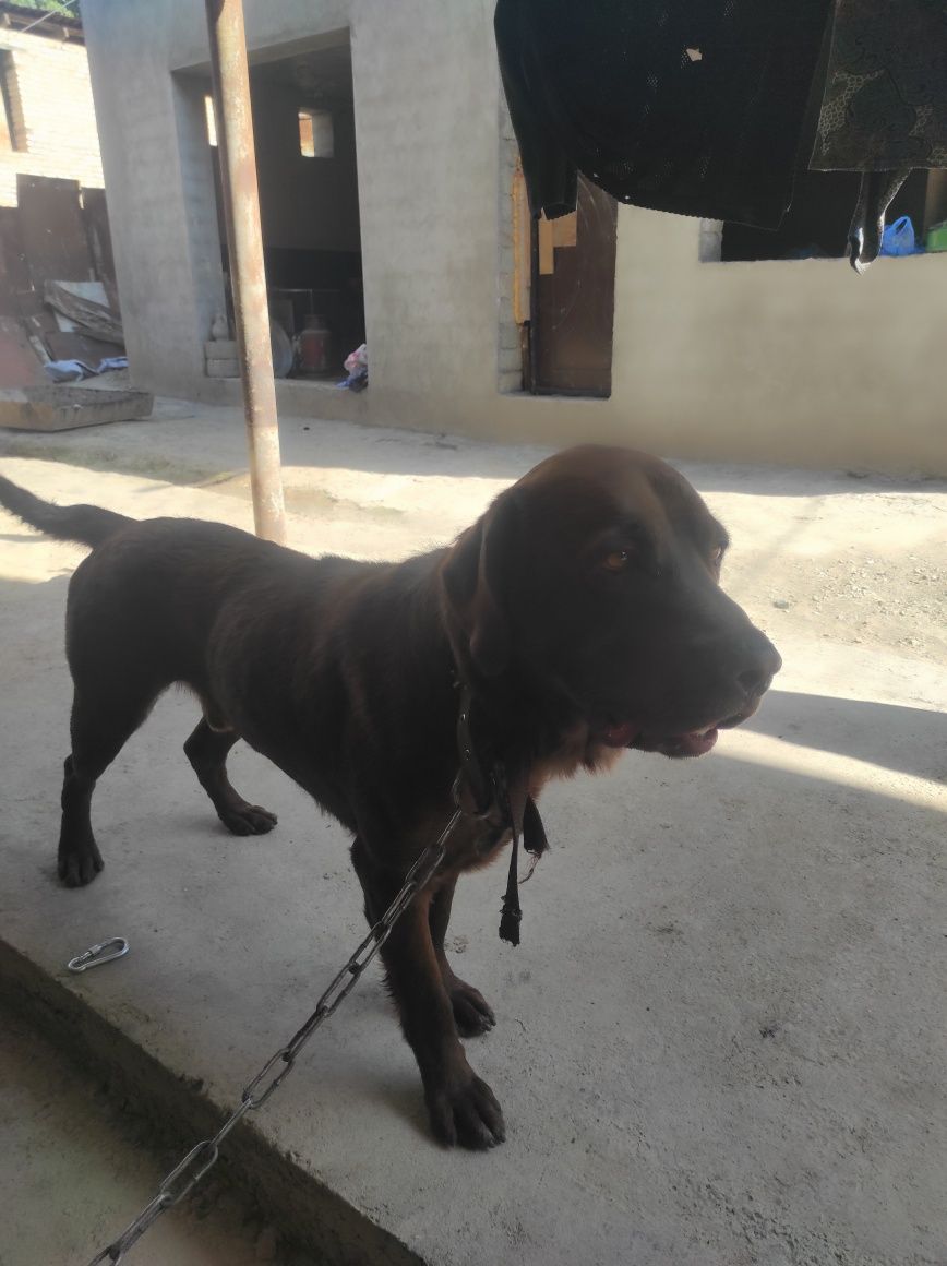 Labrador retriever