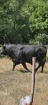 Taur angus curat autorizat