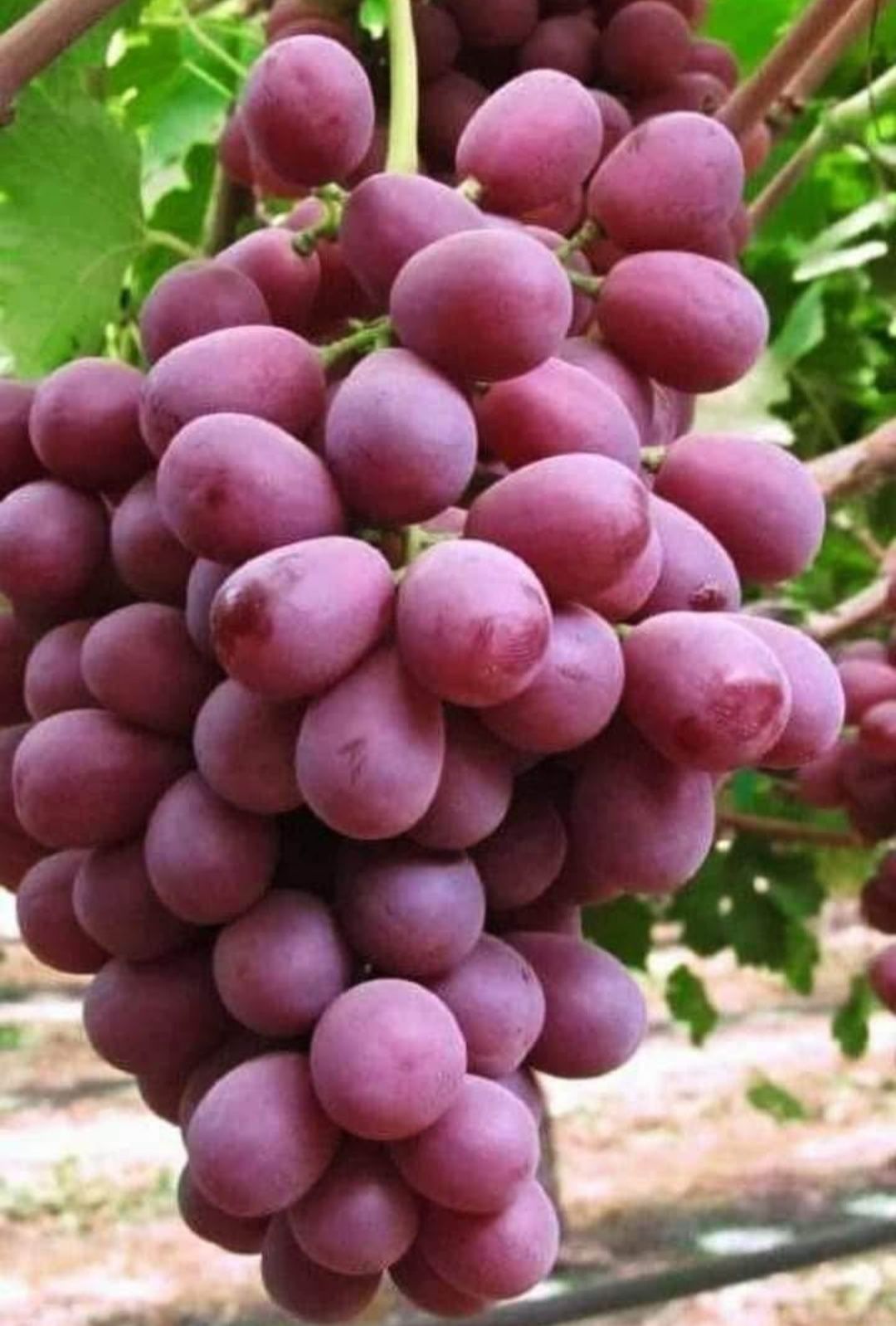 Strugurii de vin soiurii nobile și diversificate