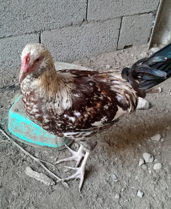 Xashaki xoʻroz narxi kelishiladi