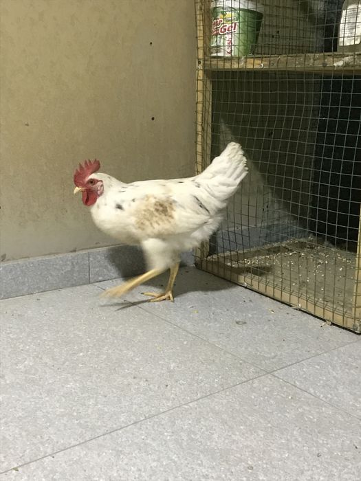 Horoz qichqiradigan