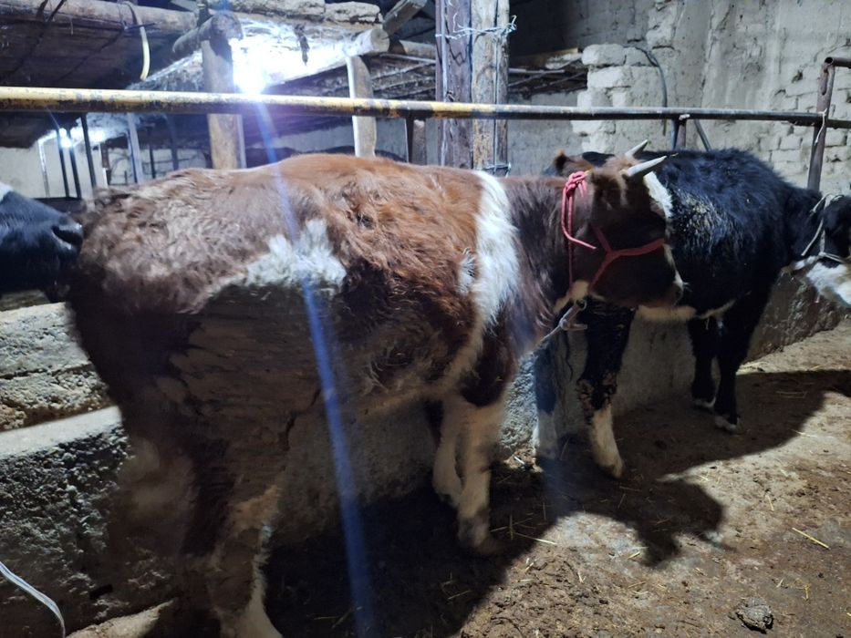 2 бас кашар 1.5 жасар бордакы