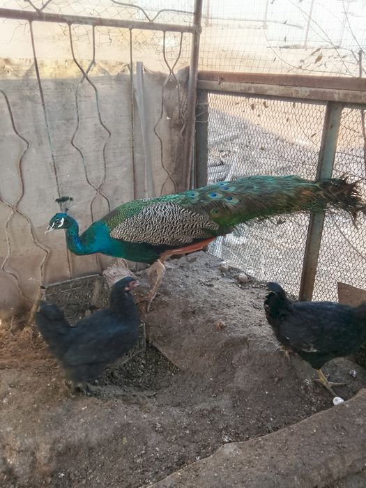 Павлин продаётся