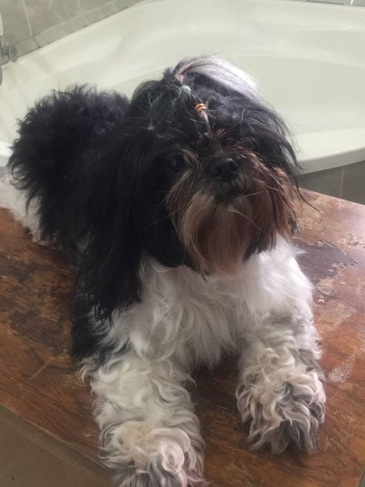 Стрижка мелких пород собак,грумер на дому