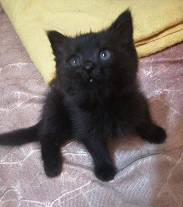 Котёнок  бесплатно