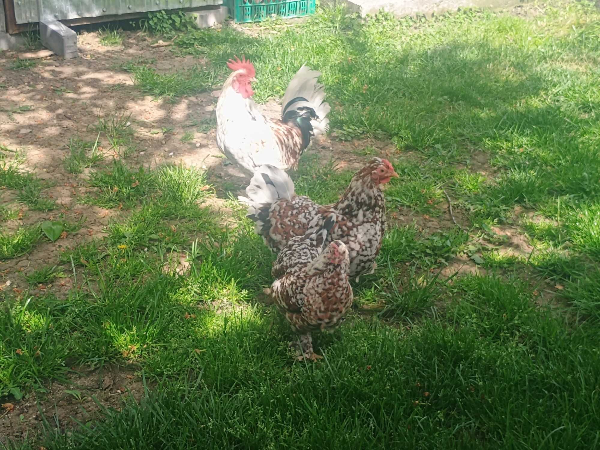 Vând o pereche de mii de flori