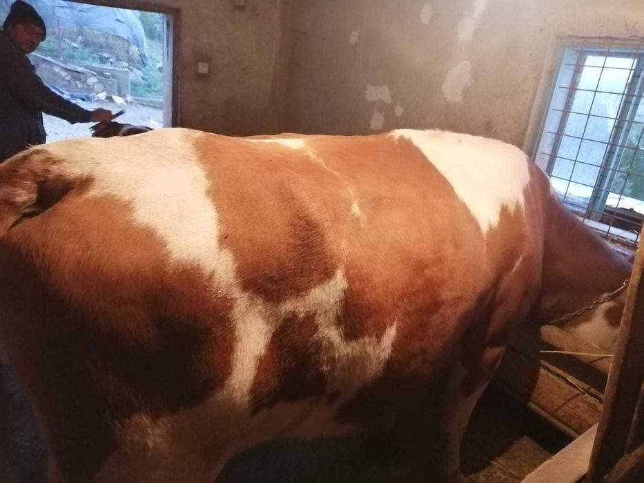 Vaca de vanzare  pentru detalii sunatii