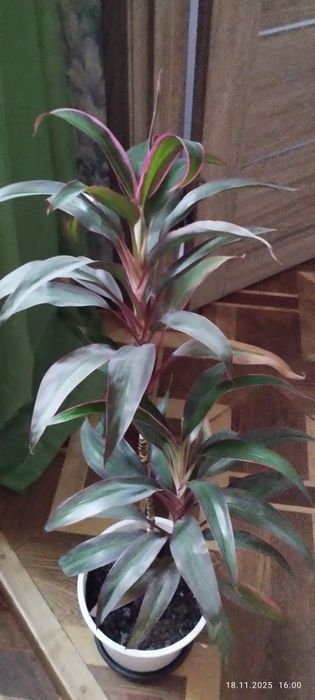 Комнатное растение Кордилина кустарниковая