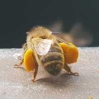 Пчелен прашец 2023г, за над 2кг -30лв/кг