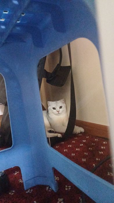 Продам вислоухово шотландского кота