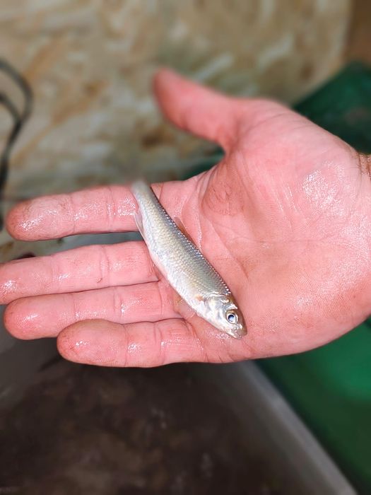 Живец, черви, круглосуточно.