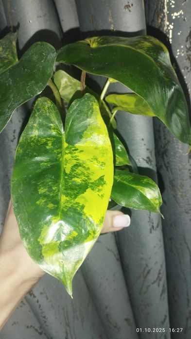 Продается Шикарный Филодендрон Бурле Маск