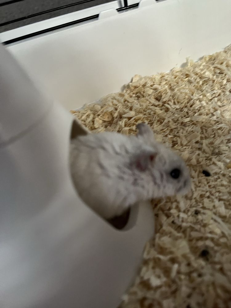 Hamster pitic alb
