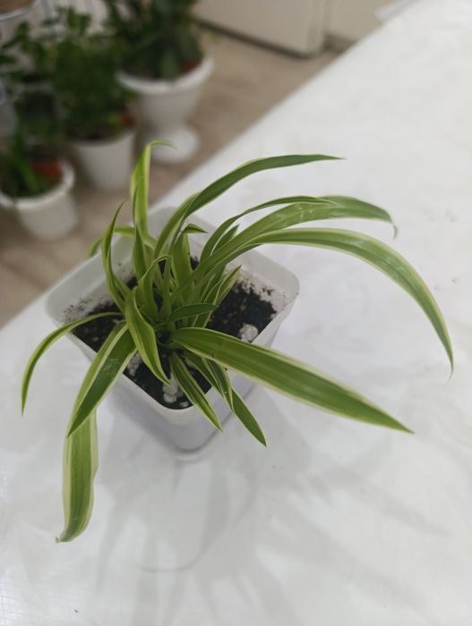 Хлорофитум-комнатное растение