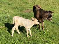 Vaca cu vitel de vanzare
