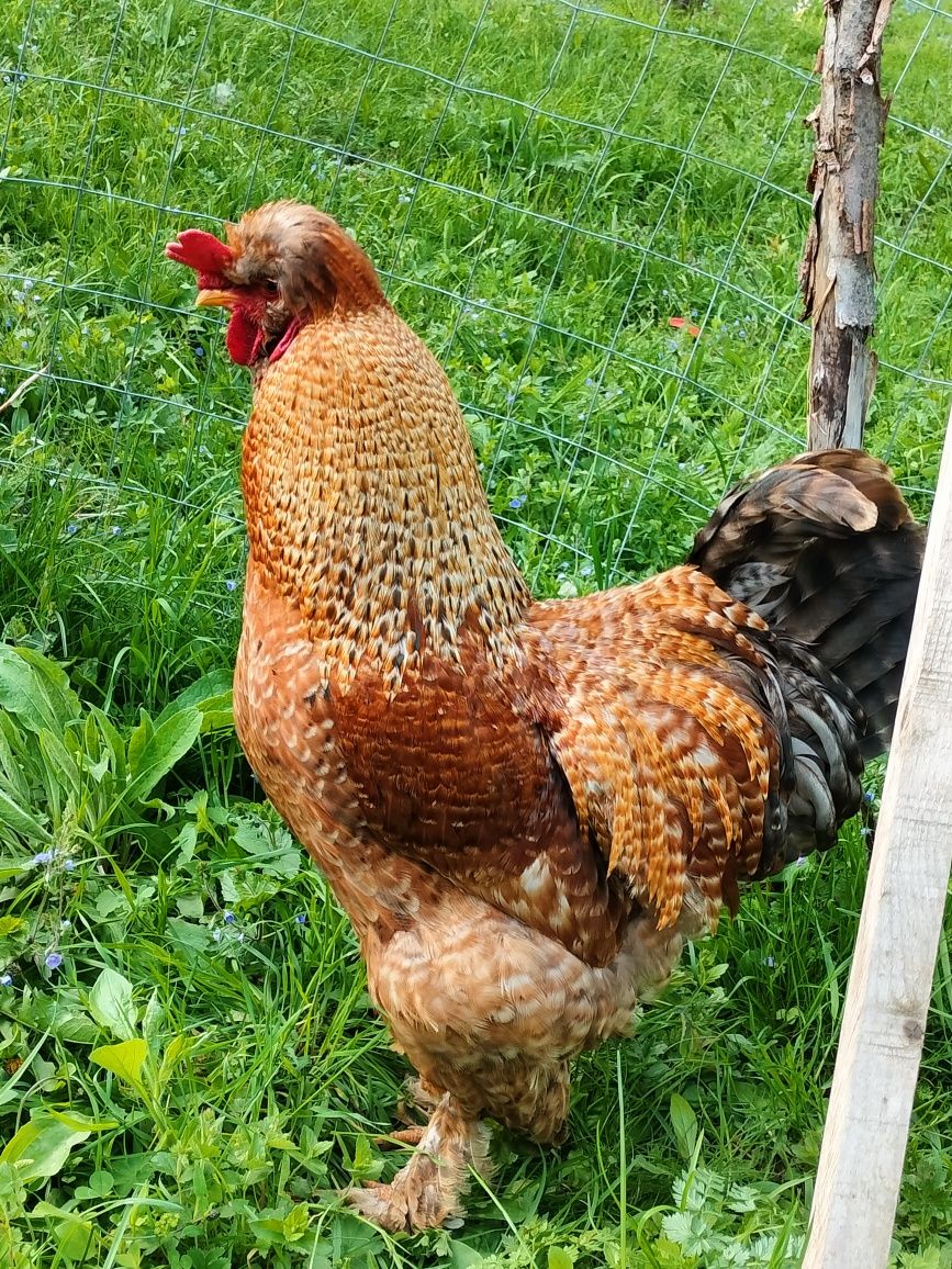 Găini moțate românești