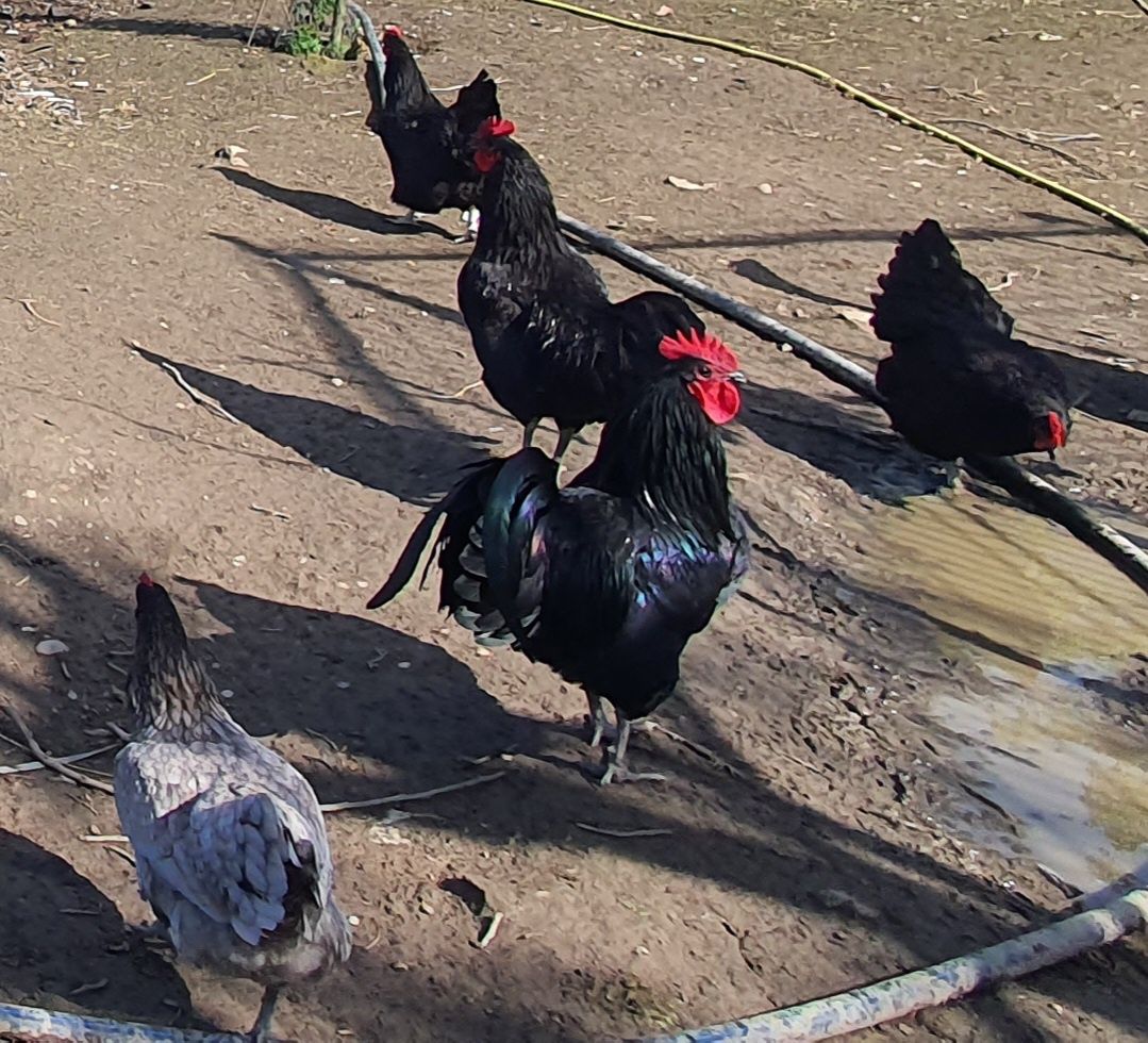 Cocoși tineri rasă australorp