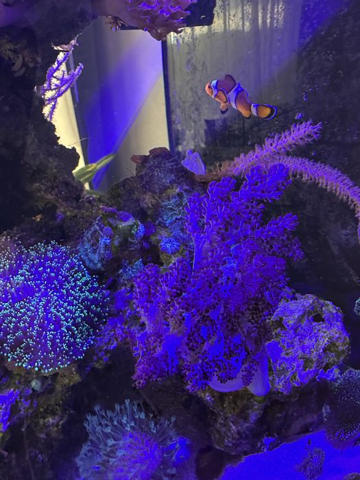 Acvariu marin complet cu corali Red Sea Max Nano Peninsula G2